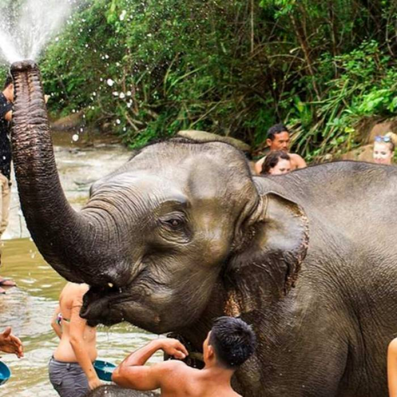 Elephant Jungle Shower
